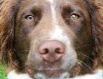 Alfie the Springer dog traning in Newick 