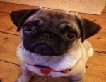 frank pug puppy training in brighton 