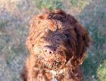 Harry  the cockerpoo from Littlehampton, puppy traning