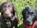 Kiki and Coco burgess hill puppy traning 