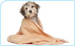 iStock000018574089Medium