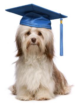 puppytrainingsussex1